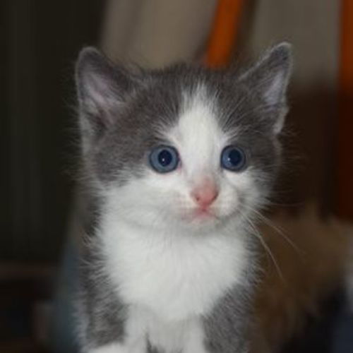 Kevin