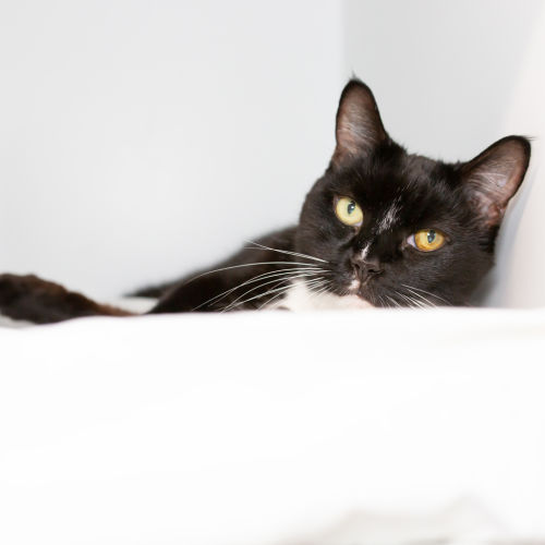 Beans Aka Sir Kittington