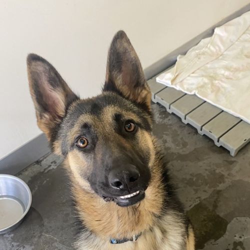 Tyson