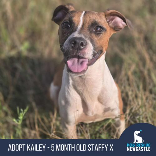 Kailey - 5 Month Old Staffy X