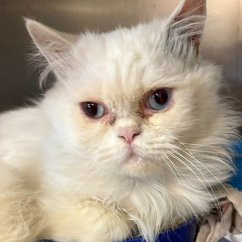 No photo for Wallace