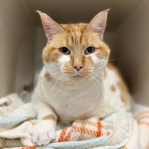 No photo for Ciabatta