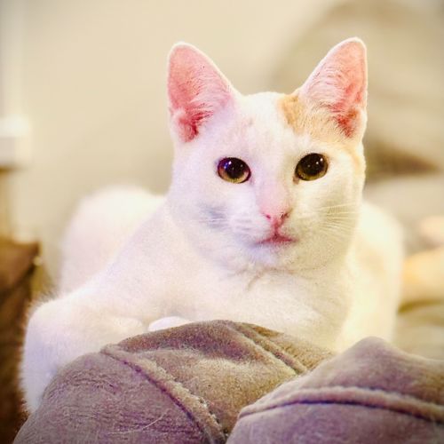 No photo for Chester