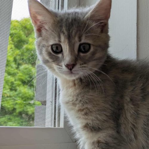 Luna meet me Petstock Clyde north 