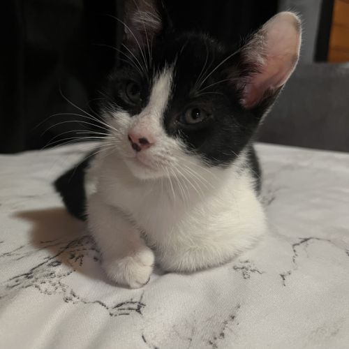 No photo for Mochi