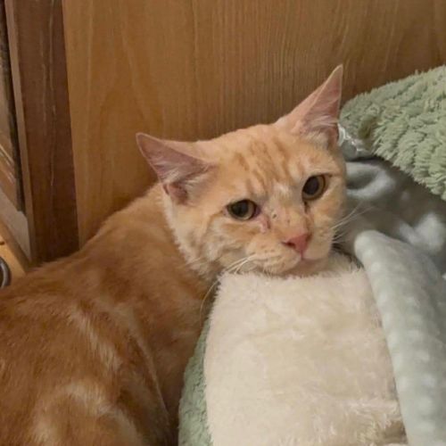 No photo for Carmelo