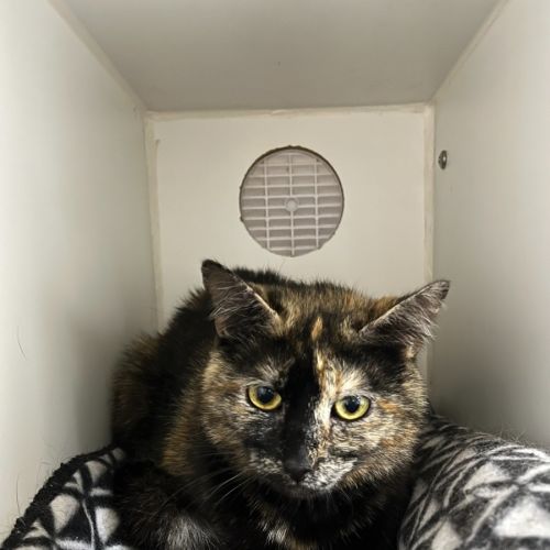 No photo for Blossom