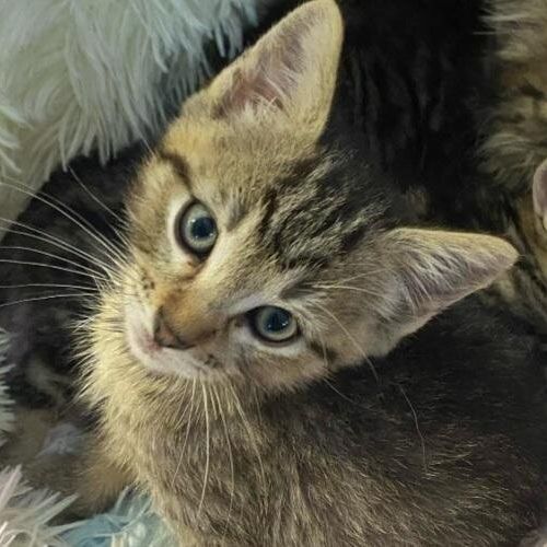 No photo for Mr Moose