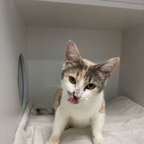 No photo for Bluebell