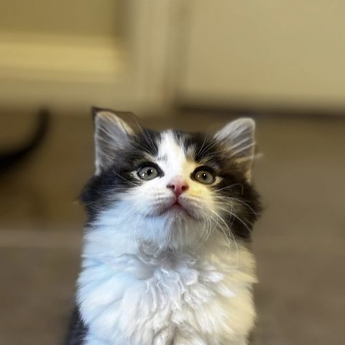 Pari (was Coco Prev. Echo)