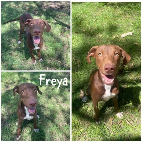 Freya