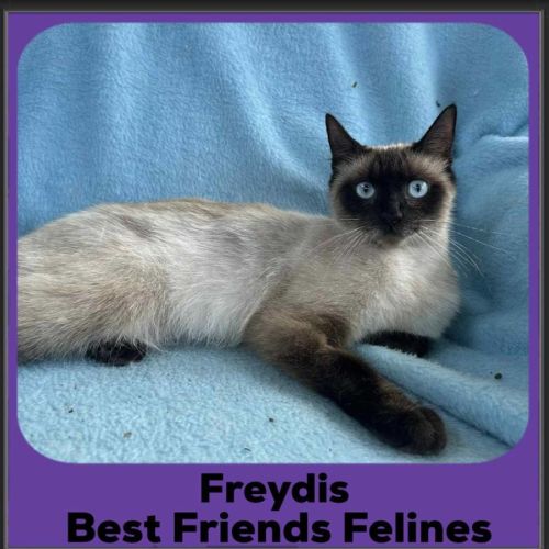 No photo for Freydis 