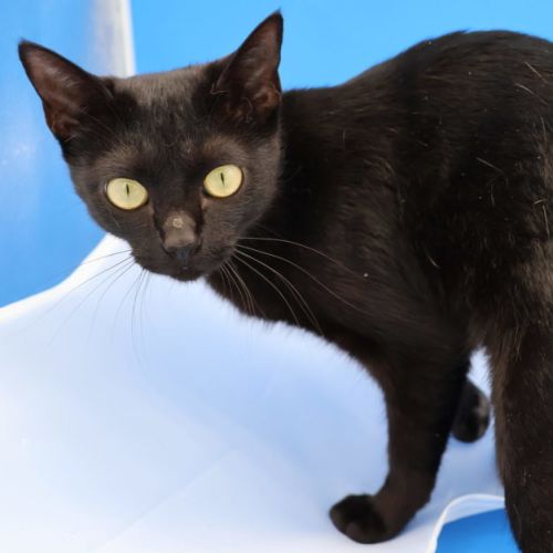 Julie - Now at PET Quarters Glendale