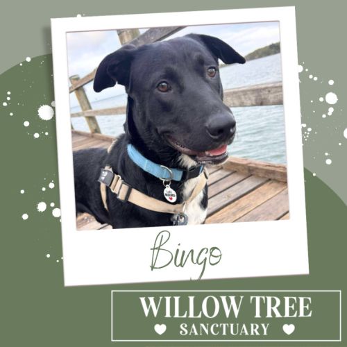 Bingo