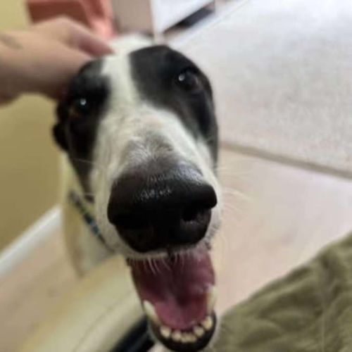 Perdita, the greyhound