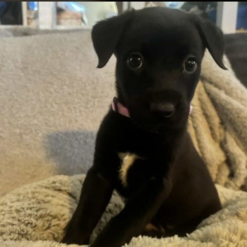 No photo for Molly (P19)