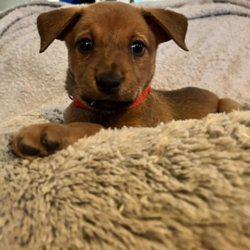 No photo for Nova (P17)