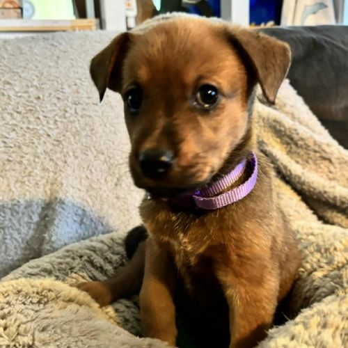 No photo for Pippa (P18)