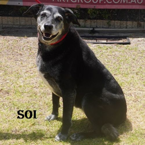 Soi
