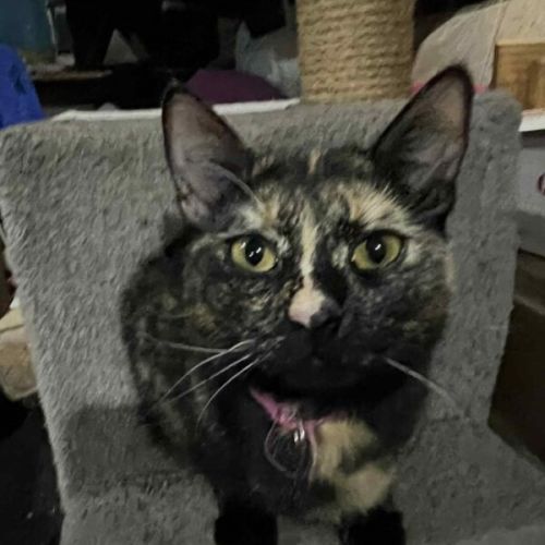 No photo for Princess