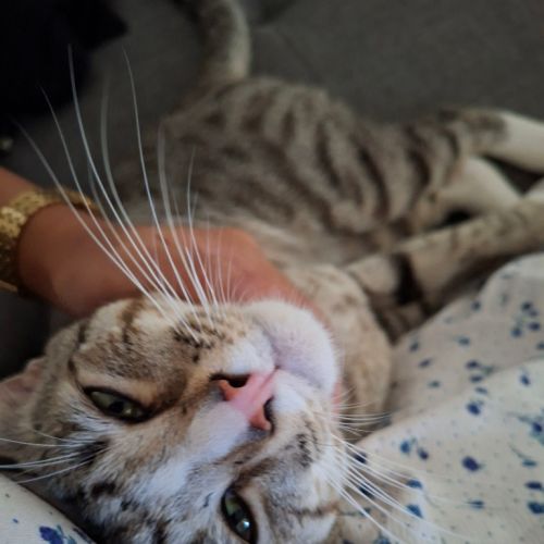 No photo for Barnett