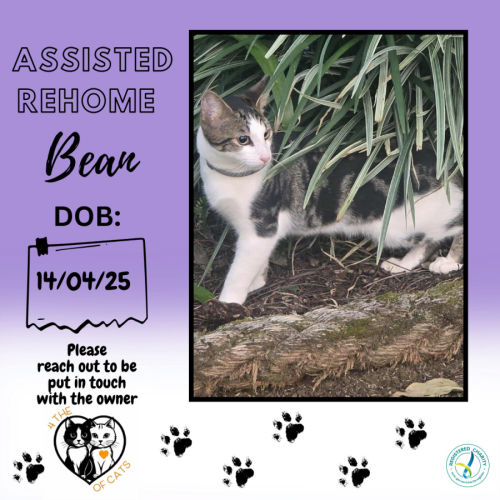 Bean - Assisted Rehome