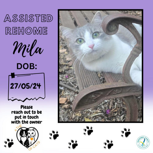 Mila - Assisted Rehome