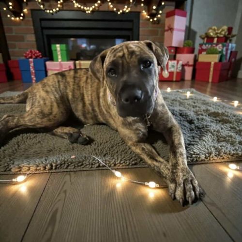 No photo for Spring Roll