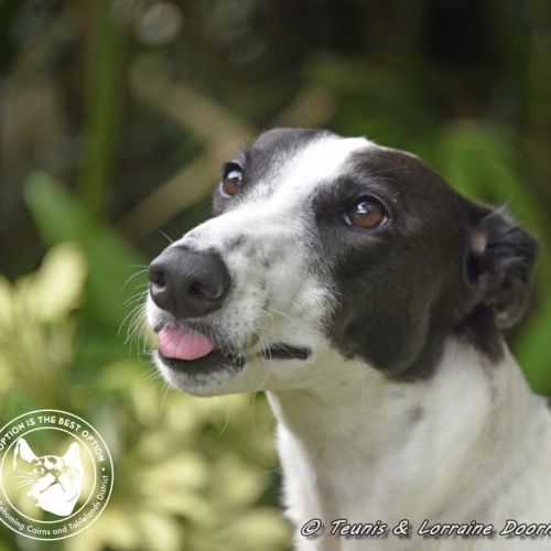 Minnie (Racing name Mischievous Mini)