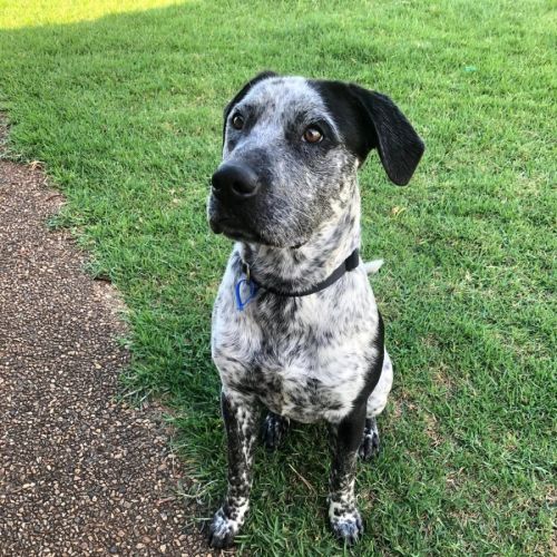 No photo for Samson *$250 Adoption Fee*