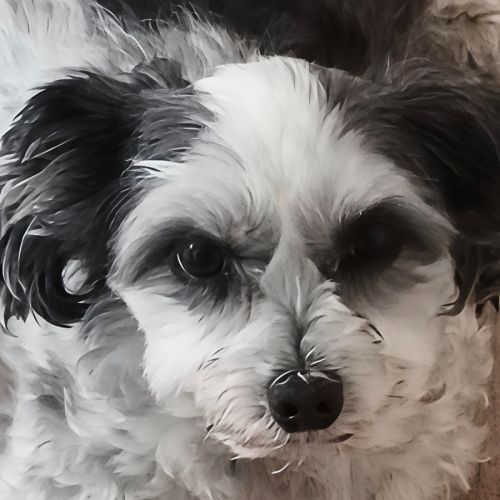 Toby - 10 Year Old Maltese X