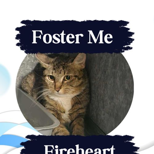 No photo for Fireheart