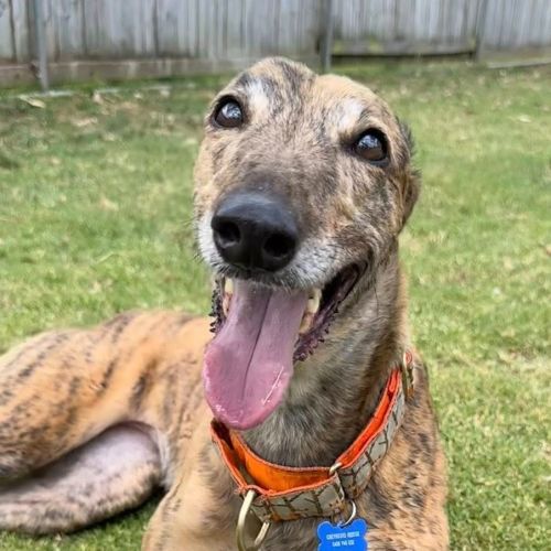 No photo for Resin The Greyhound