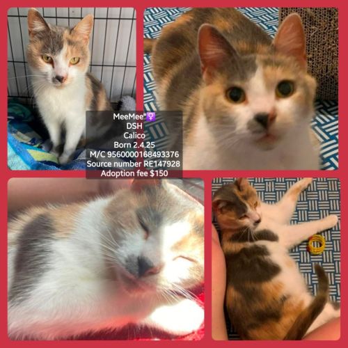 No photo for Mee Mee