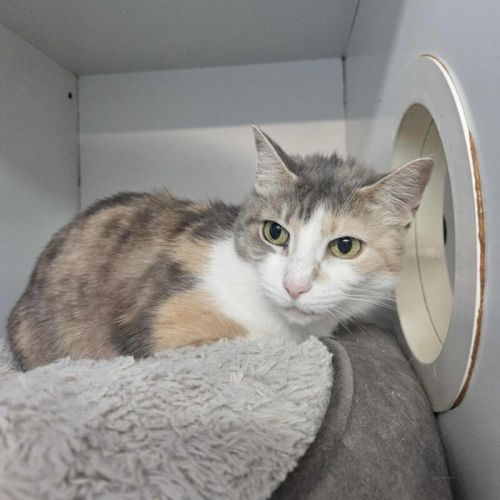 No photo for Jasmina