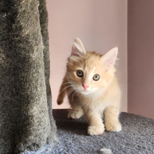 Morgan (Located in Foster Care in Templestowe)