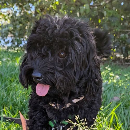 Lucy