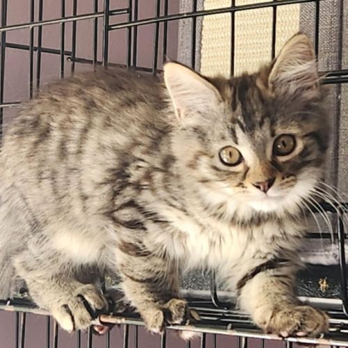 Amy (In foster care in Templestowe)