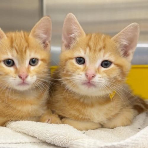 B2 (in foster care in Templestowe)