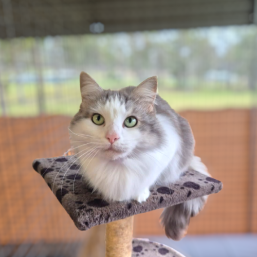 Nala