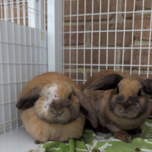 No photo for Rollo & Saffy