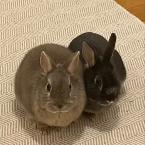 No photo for Bella & Mango