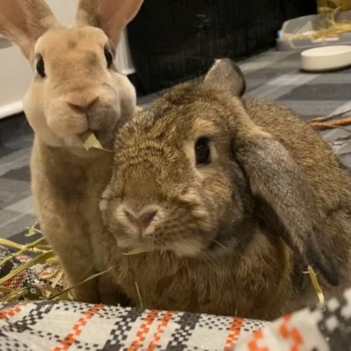 No photo for Tiko & Bonnie