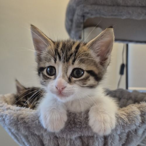 Amber & Arlee 🌷🌷