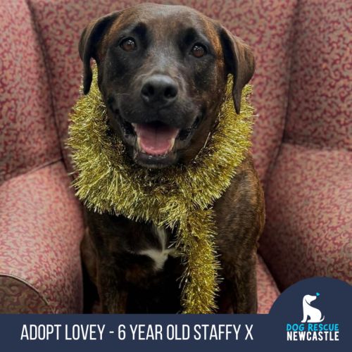 Lovey - 6 Year Old Staffy X