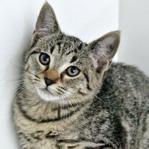 No photo for Zooper Dooper