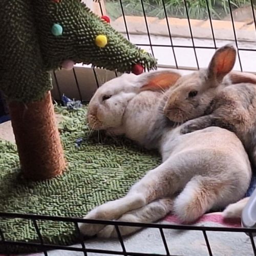 No photo for Haysy & Honeybun