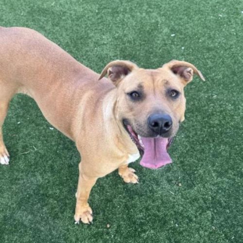 No photo for Belle Imp 2619