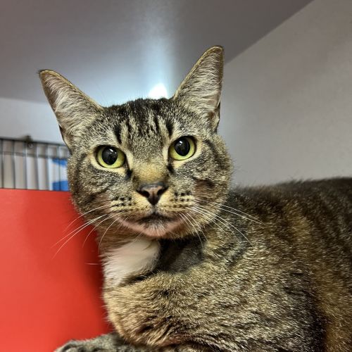 No photo for Topanga