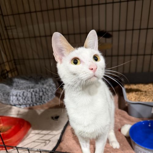 No photo for Turmeric